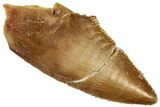 Serrated Raptor Tooth - Real Dinosaur Tooth #300962-1